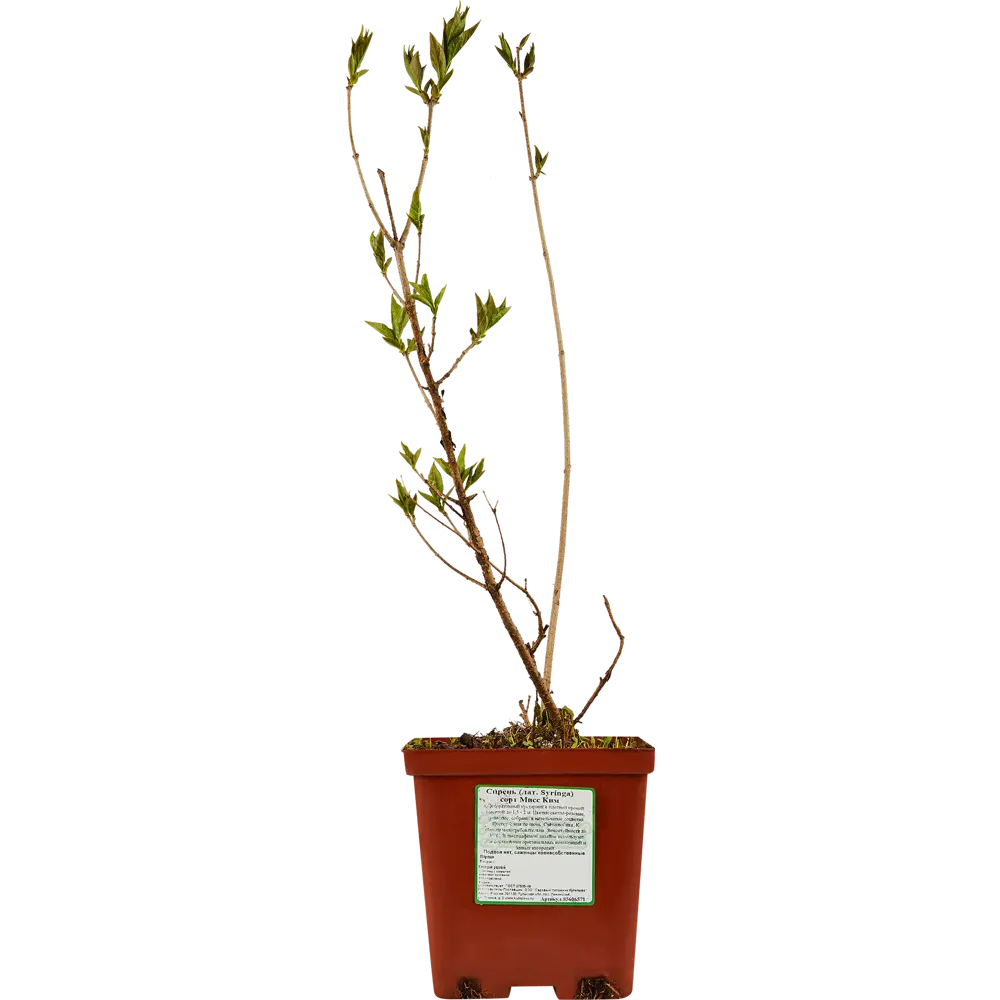 Сирень сортовая Santreyd - ароматное украшение сада 85606571 STLM-0064528 - Вид №1