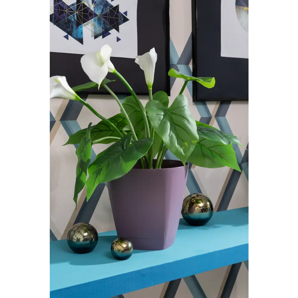 Santreyd Калла микс - элегантное комнатное растение с разноцветными бутонами 14448041 STLM-0004955 - Вид №3