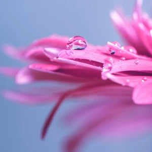D1-080 Фотообои DIVINO Collection D 2.7х2 м