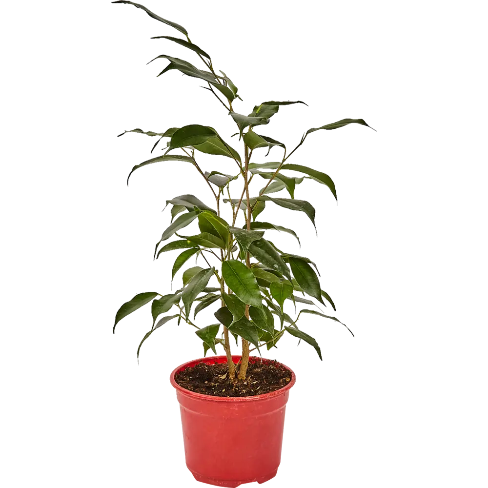 Фикус Бенджамина Даниэль от Santreyd — изящное комнатное дерево 82741527 STLM-0035255