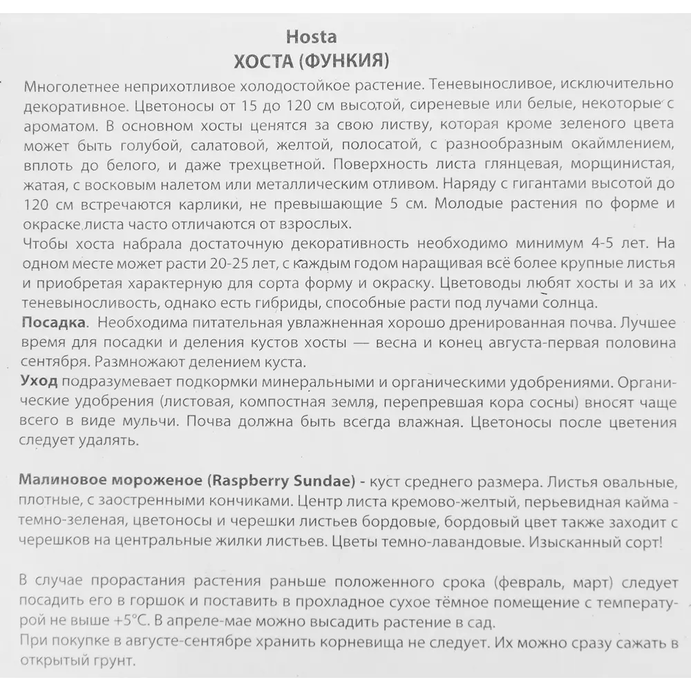 Хоста гибридная Расберри Сандей 86410072 STLM-2118597 ПОИСК  - Вид №2