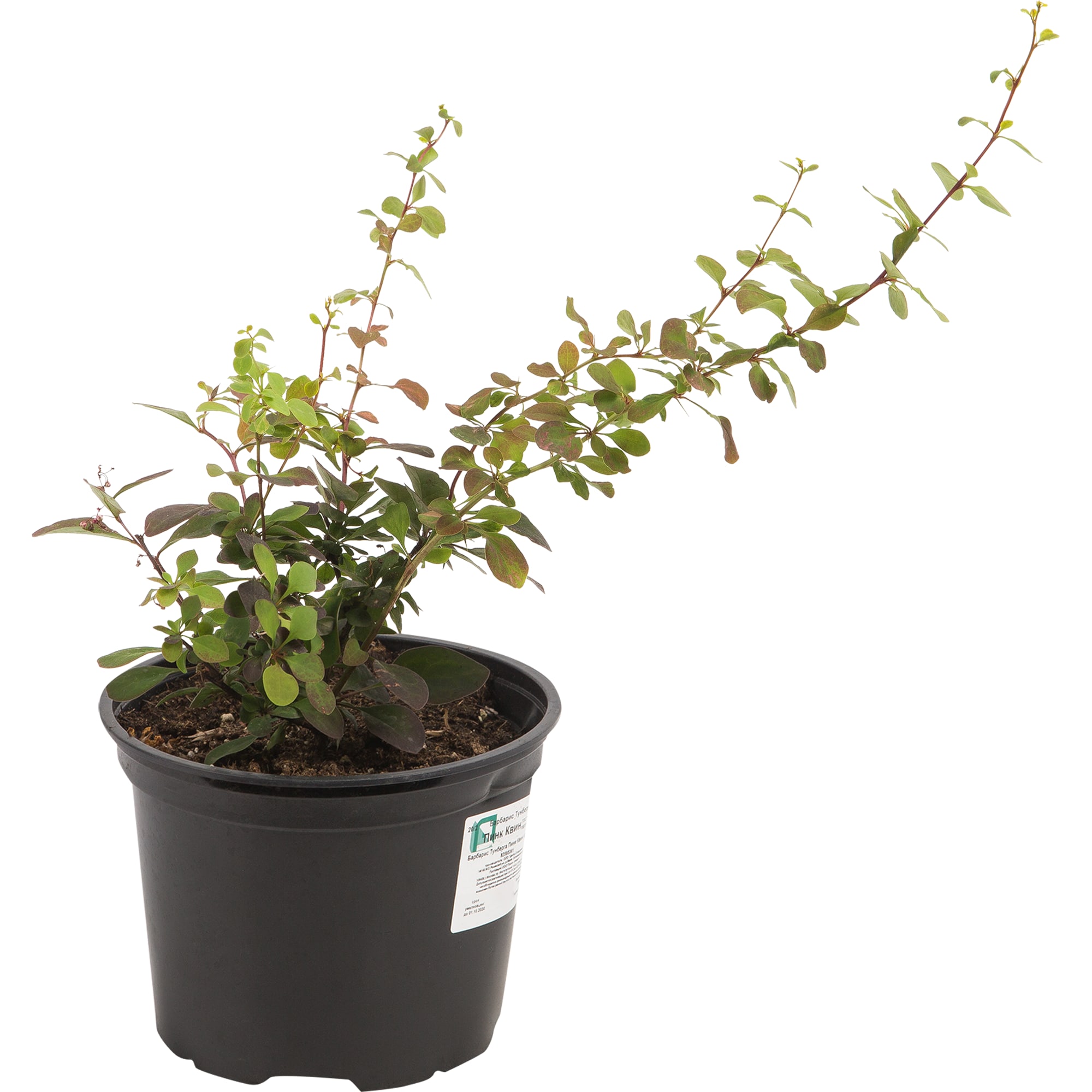 82585361 Барбарис Тунберга «Пинк Квин» 15x20 см Santreyd 