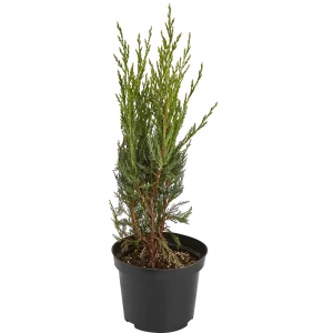 Можжевельник скальный Мун Глоу ø19 h30 см