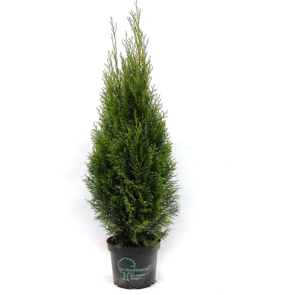 Туя западная Смарагд конусная 80 см в горшке ø23 см 89439882 Santreyd STLM-1579460
