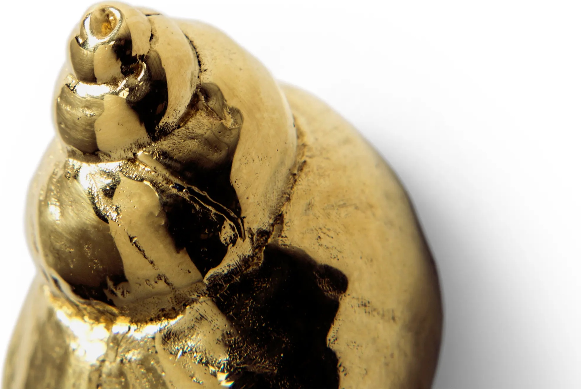 OC2022 Natica PULLCAST Ocean Collection  - Вид №3