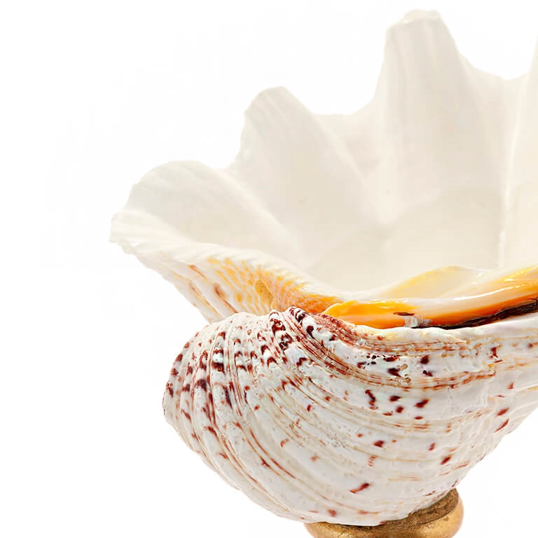 600580-90 ABHIKA СТЕНД KRIZIA TRIDACNE BLACK  - Вид №3