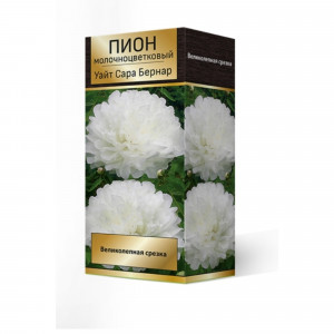 83600333 Пион травянистый Уайт Сара Бернар луковица 2-3