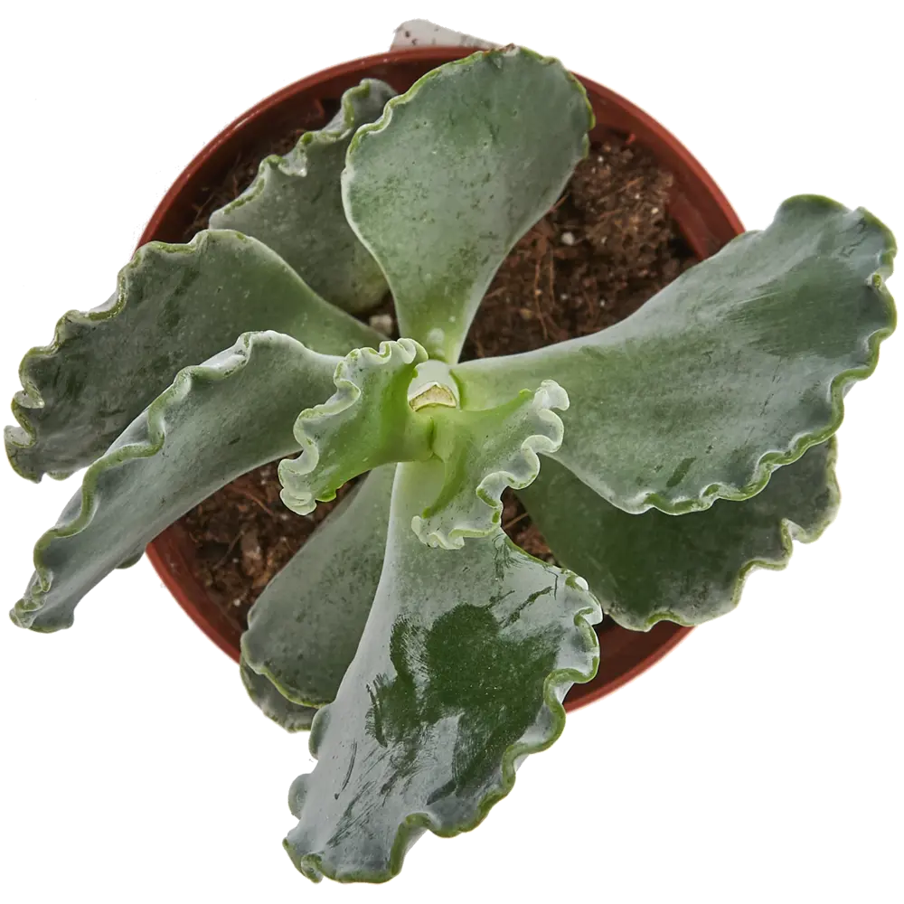 Суккулент микс 8.5x20 см 82406600 STLM-2191473 Santreyd  - Вид №1