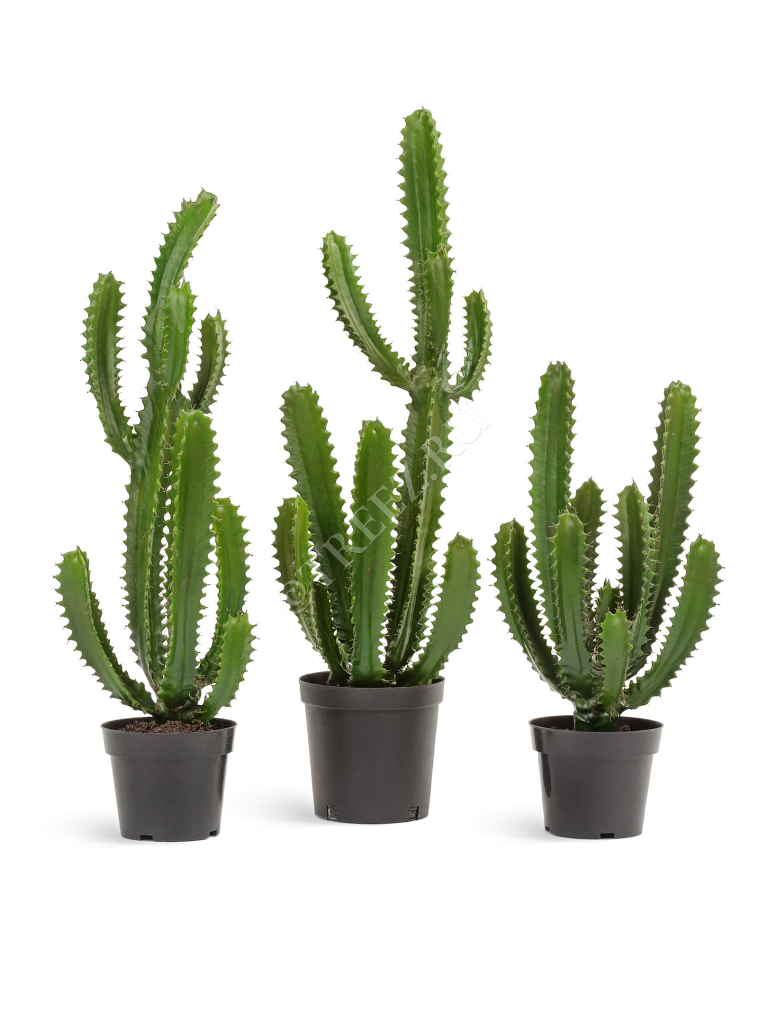 10.0618234 Кактус Цереус Стайл Цветочная коллекция 