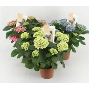 Гортензия микс штамбовая с меняющейся окраской цветков 89363672