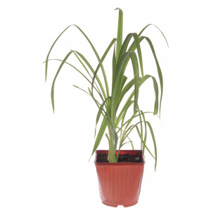 81954825 Лилейник С1 «Катарина Вудберри»