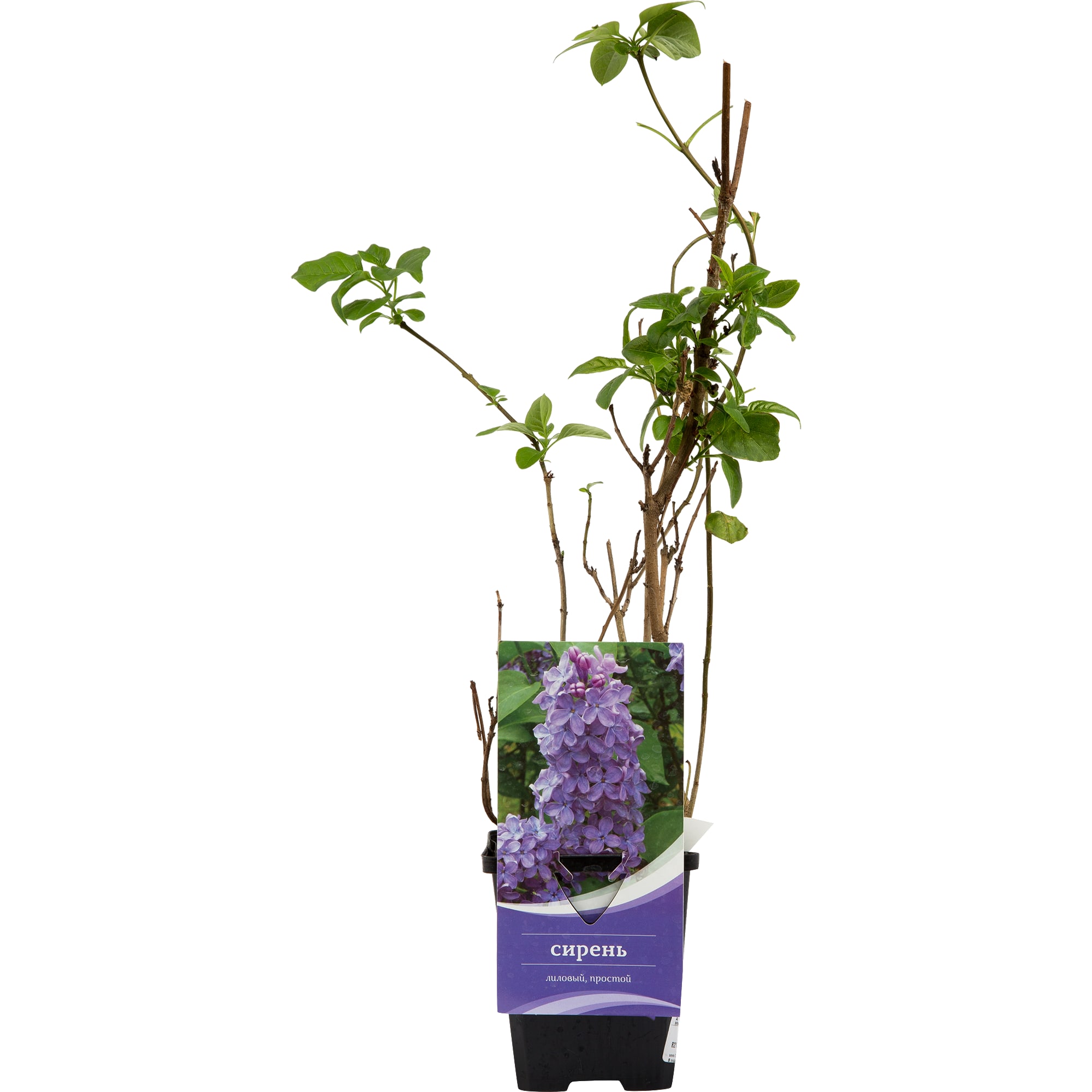 82176151 Сирень обык «Зоя Космодемьянская» P9 Santreyd  - Вид №2