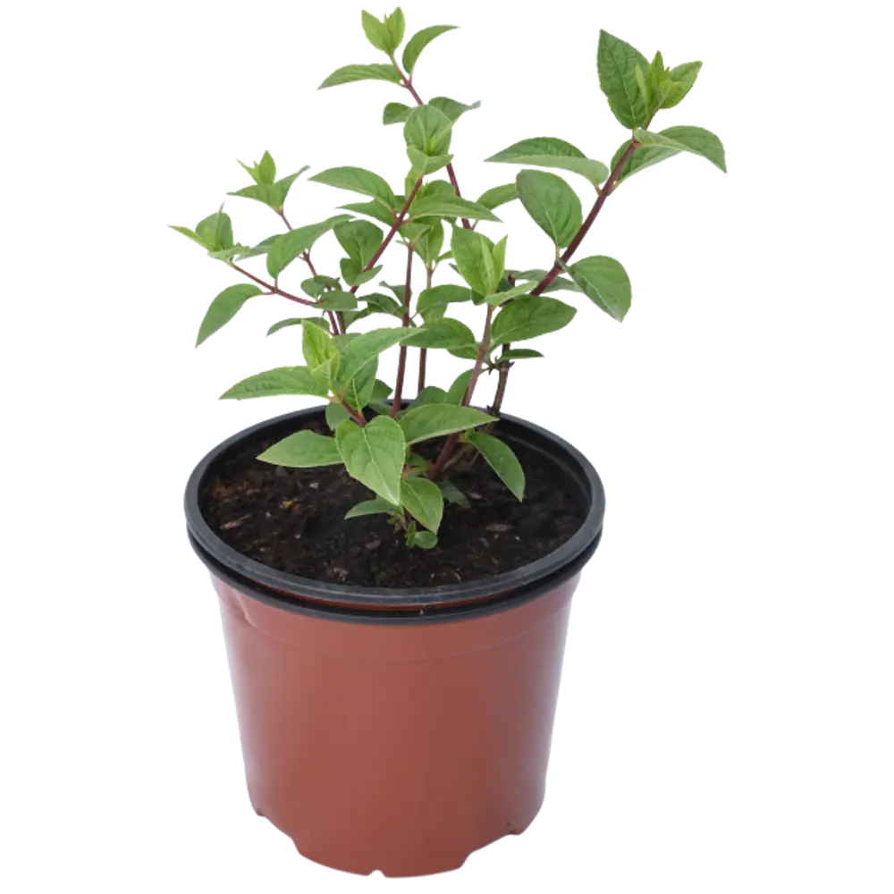 Гортензия метельчатая Tardiva от Santreyd - позднее цветение и морозостойкость 18016166 STLM-1445788