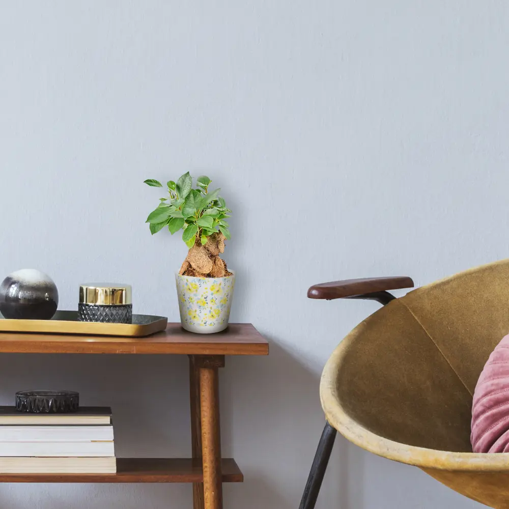 Бонсай фикус Santreyd — миниатюрное дерево для интерьера 82578759 STLM-0030467 - Вид №4