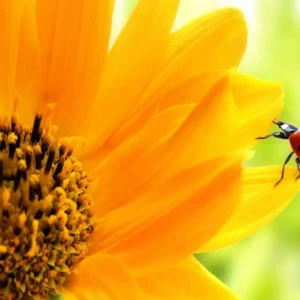 WP00391 Фотообои Verol Фотообои decoline 1х1 м