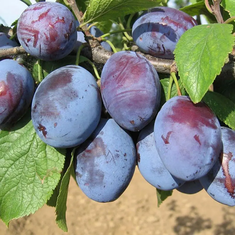 Слива Венгерка Новая пакет PLANTMARKET STLM-2142078