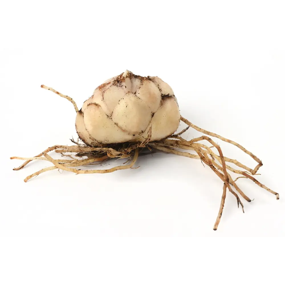 Лилия Geolia азиатская Йети STLM-2162769 - Вид №2