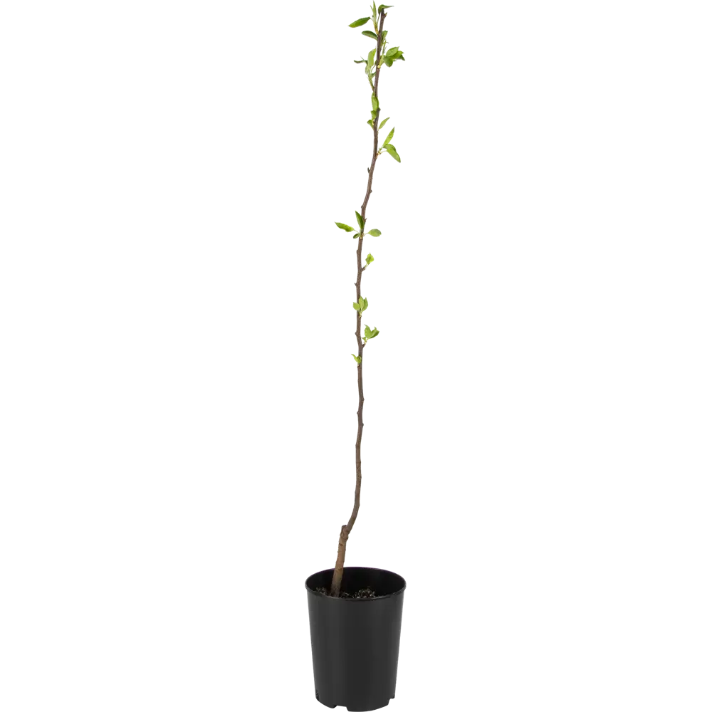 Груша «Ника» C5-7 130-180 см 2 года 82356770 STLM-2196691 PLANTMARKET  - Вид №2