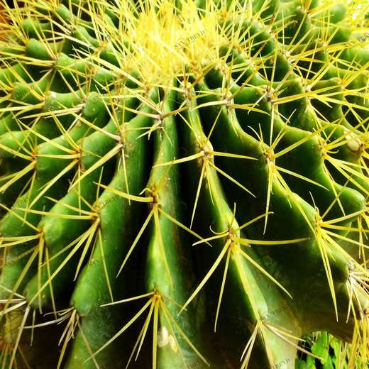 WP00773 Фотообои Verol Фотообои decoline 1х1 м