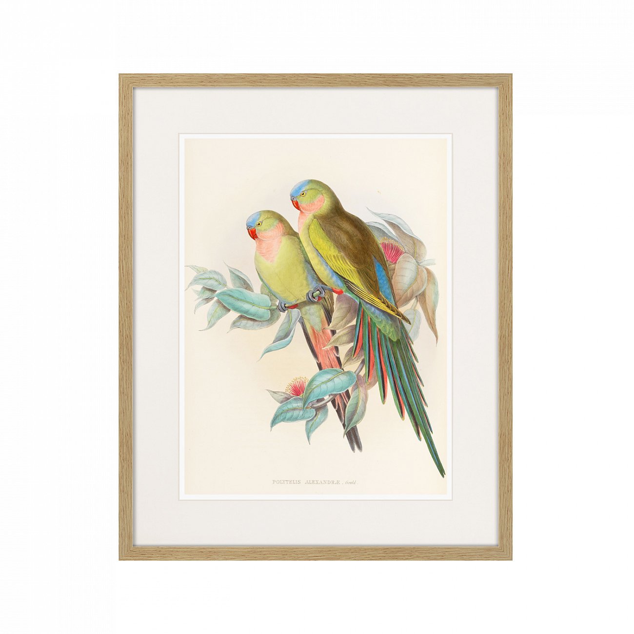 Картина в раме 52х42 см Love parrots, 1850г. КАРТИНЫ В КВАРТИРУ  264533 Желтый;коричневый;разноцветный  - Вид №1