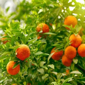 WP00226 Фотообои Verol Фотообои decoline 1х1 м