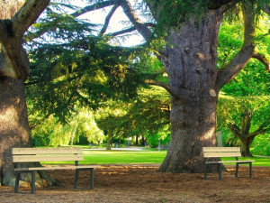 Деревянная скамья со спинкой