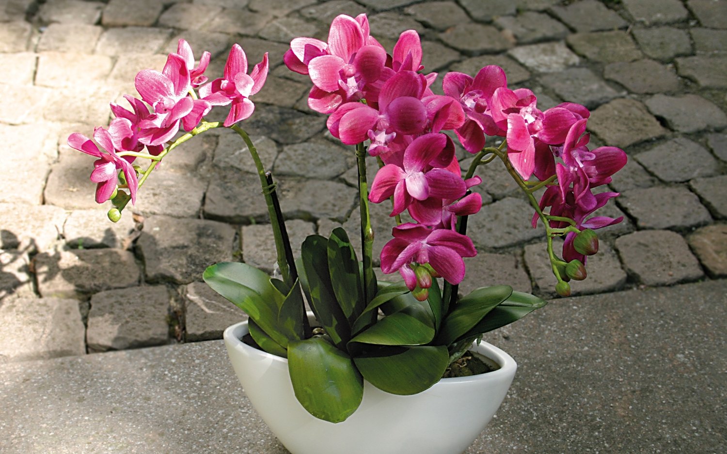 2609 420 a3 Пластиковая орхидея Phalaenopsis, 3-х кратная, в миске, 38 см, real touch, вишня H-andreas  - Вид №5