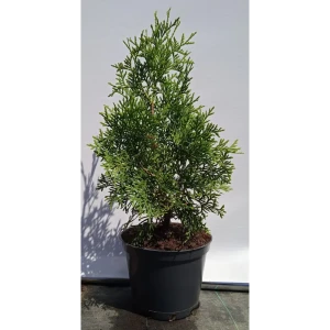 Туя Селена ø19 см h40-60 см 85088187 STLM-2029104