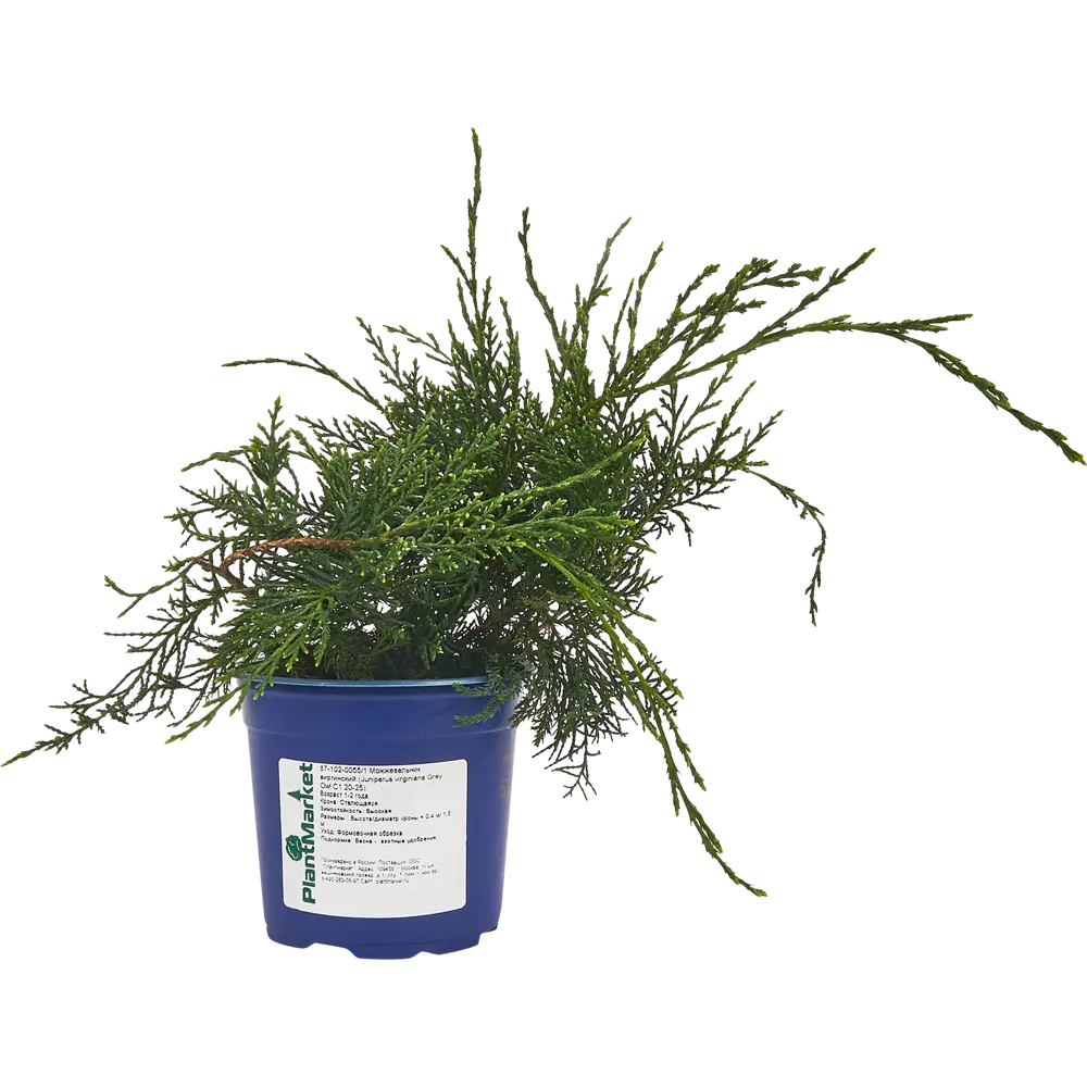 Можжевельник виргинский Грей Оул ø14 h35 см 84834009 STLM-2090994 PLANTMARKET 