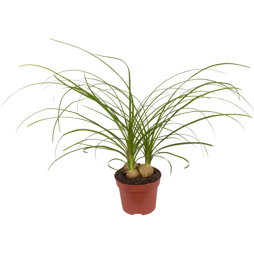 Нолина Santreyd — мексиканская пальма для стильного интерьера 82383267 STLM-0951151