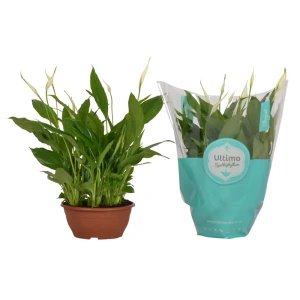 Спатифиллум Шопен Ультима - комнатное растение для озеленения интерьера 89434694