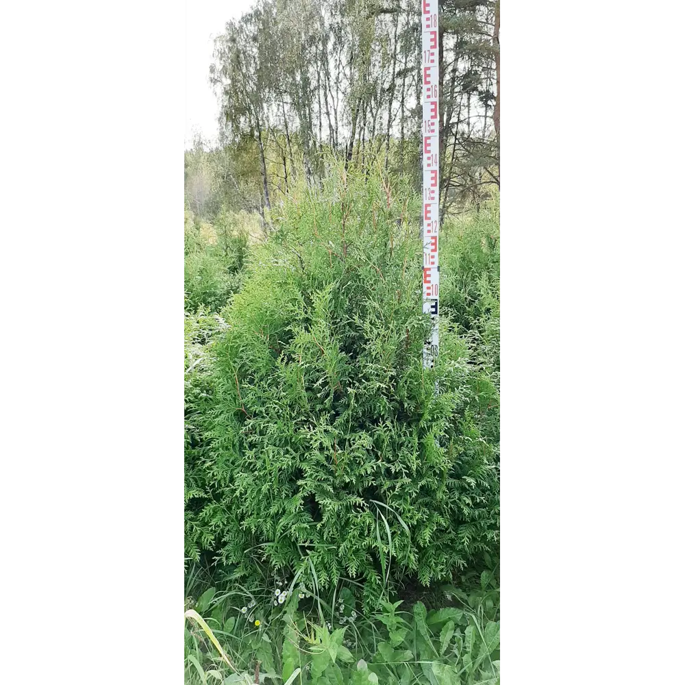 Туя западная Брабант ø48 h120-140 см ГАВРИШ STLM-2144620