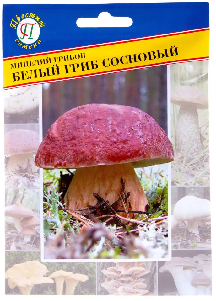 17301740 Мицелий грибов Белый гриб Сосновый STLM-0955615