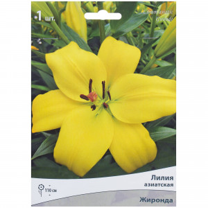 81945454 Лилия азиатская «Жиронда»