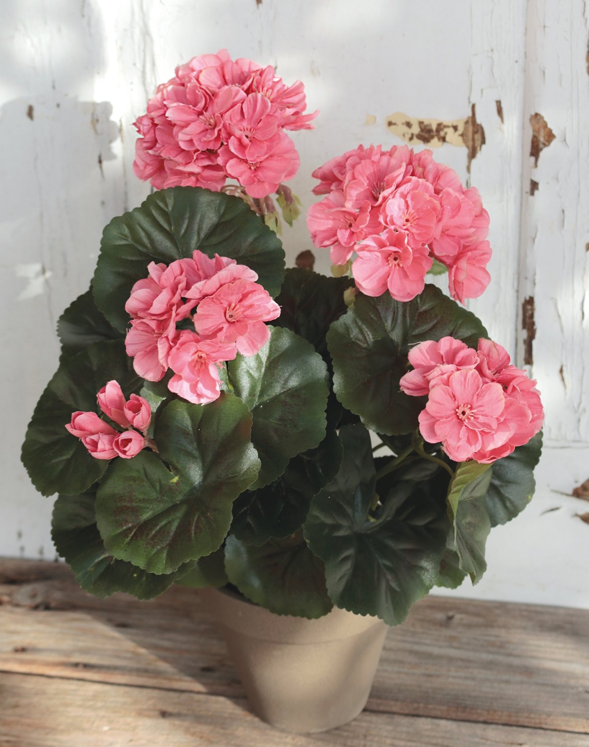 9716 553 a3 Герань шелковая, горшечная, 33 см, абрикос H-andreas  - Вид №3