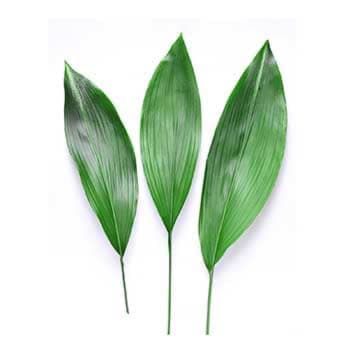 Листья аспидистра 80 см Santreyd 26377 - Вид №1