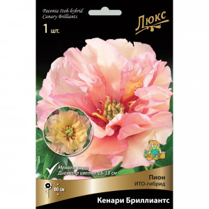 82661868 Пион ито-гибрид «Кенари Бриллиантс» разбор 2-3