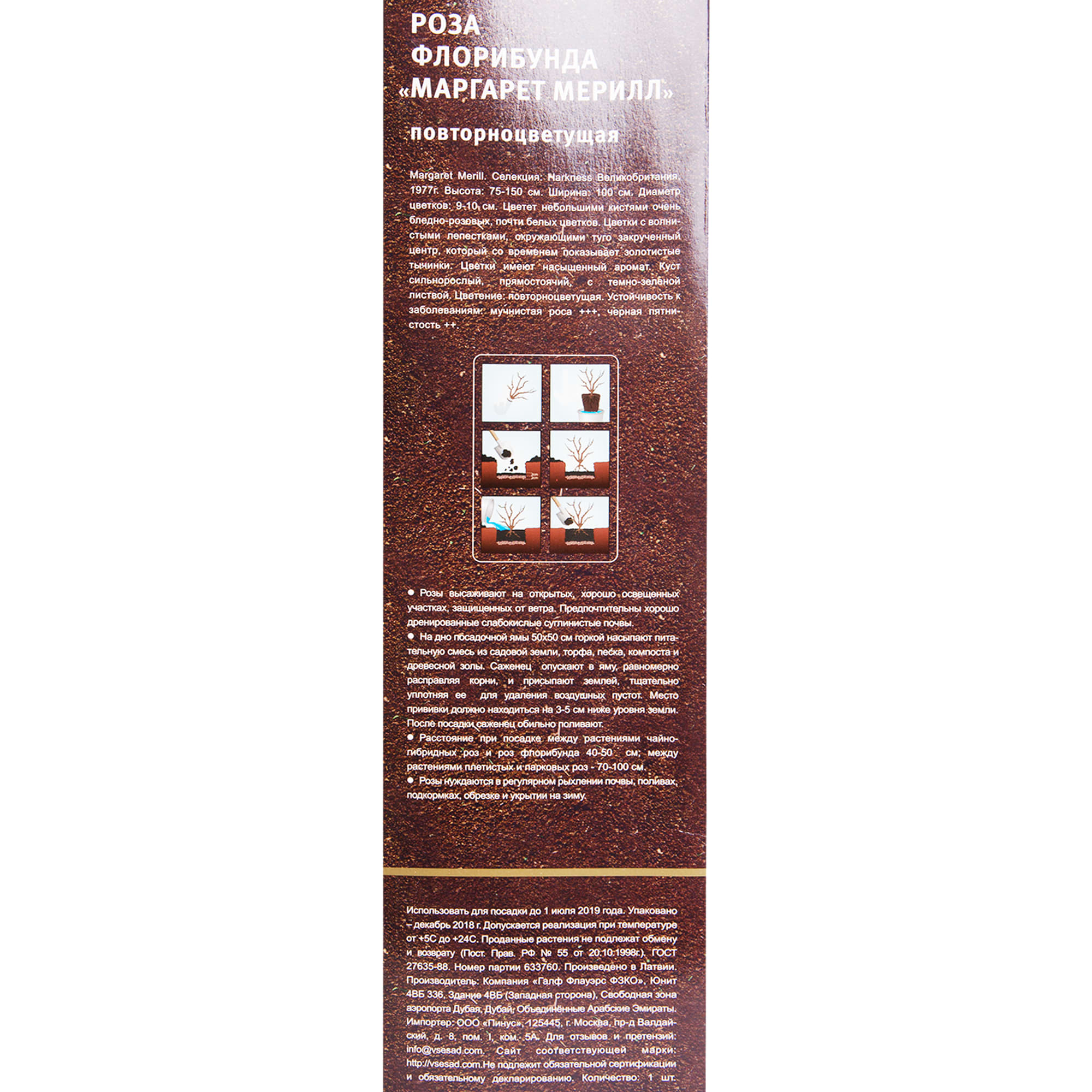 82142839 Роза флорибунда «Маргарет Мерилл» в тубе Santreyd  - Вид №2