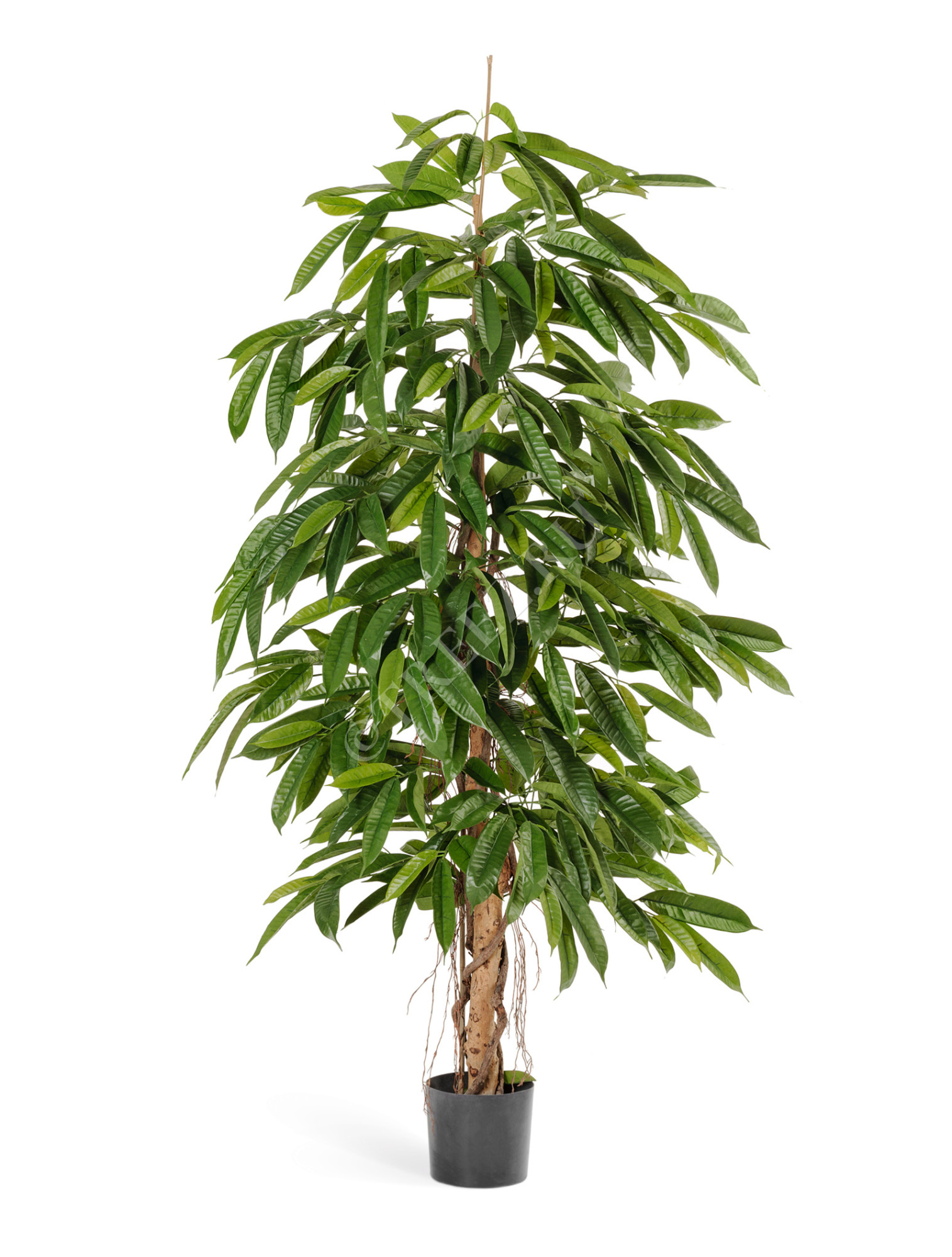 10.36105N Лонгифолия широколистная Цветочная коллекция 