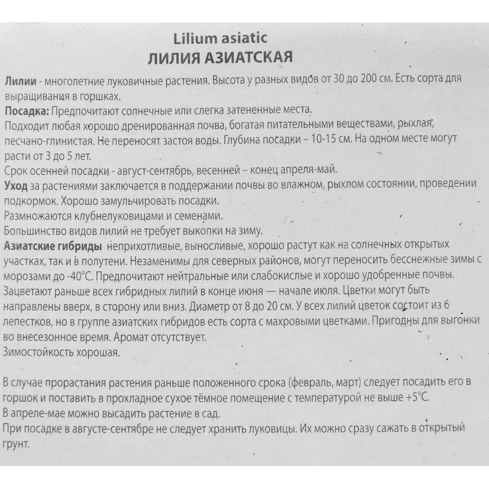 Лилия азиатская Мемориз Патио ПОИСК STLM-2064829 - Вид №2