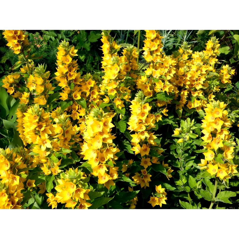 Вербейник точечный «Александр» 14x40 см PLANTMARKET STLM-2066423