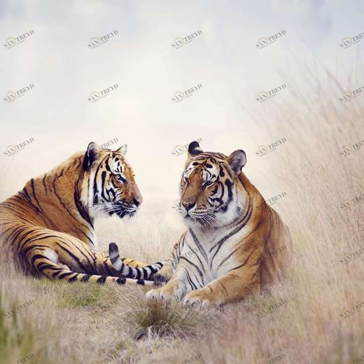 WP00871 Фотообои Verol Фотообои decoline 1х1 м