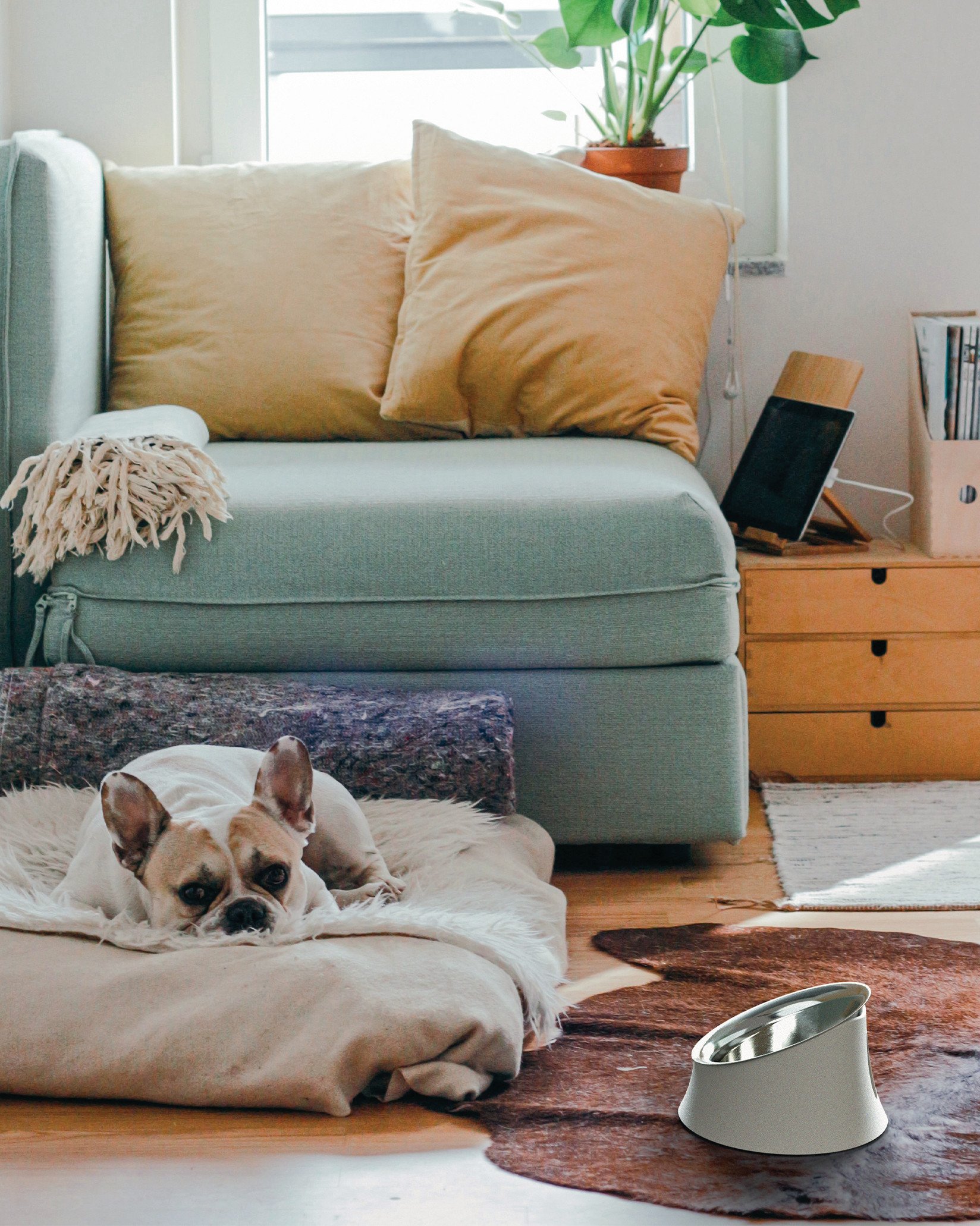 Миска для собак Alessi Wowl BM13 - Вид №2