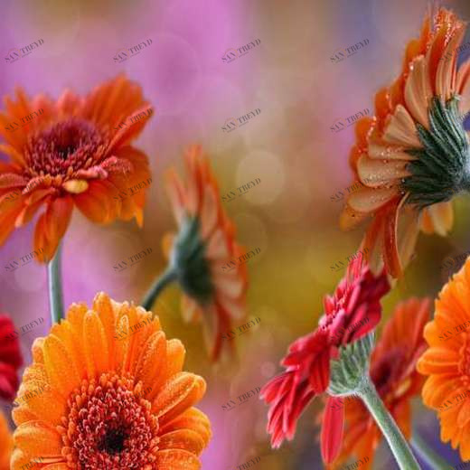 WP01976 Фотообои Verol Фотообои decoline 1х1 м