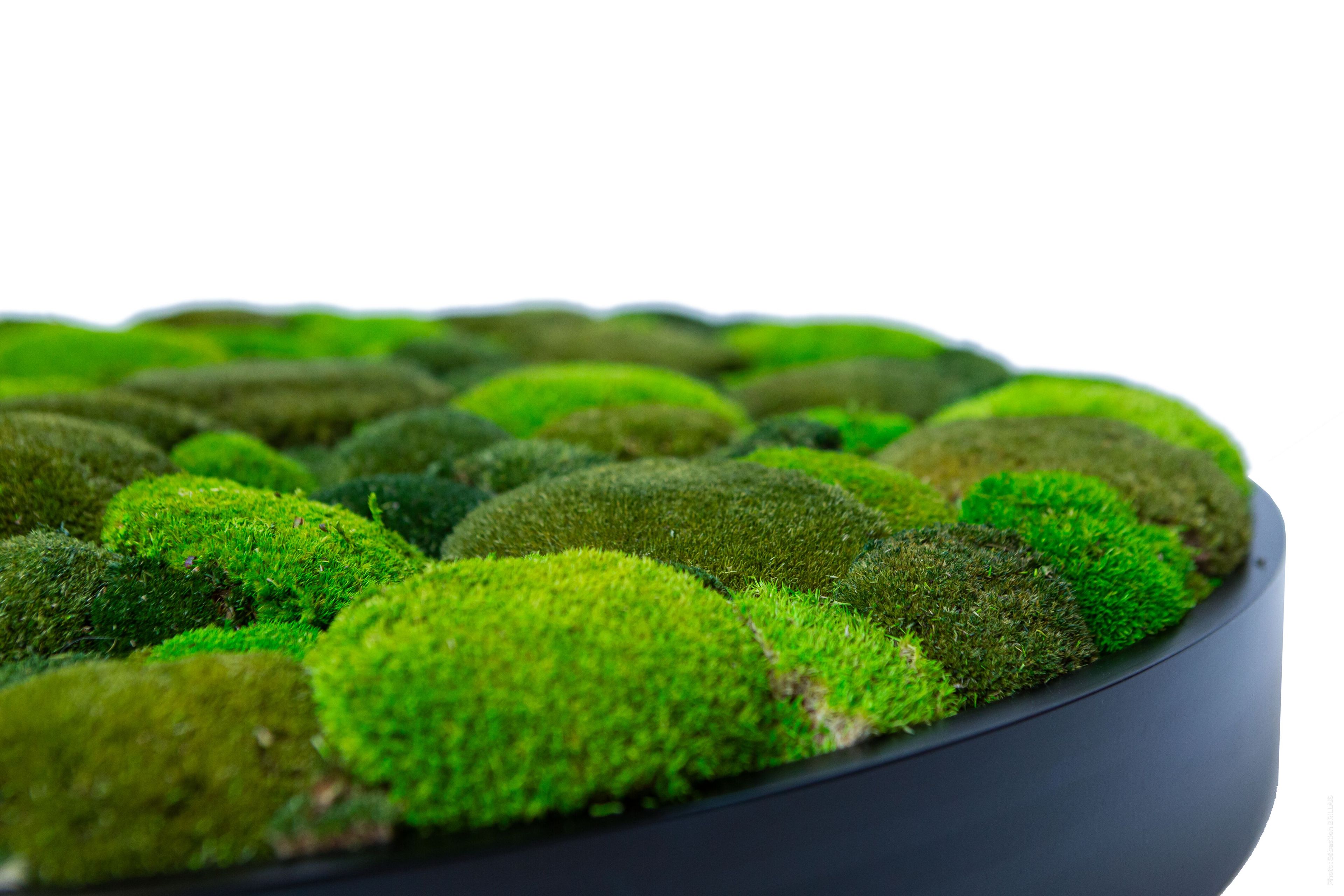 Растительная картина в лишайниках Tecsound PureKustik ARCH-00012362 - Вид №1