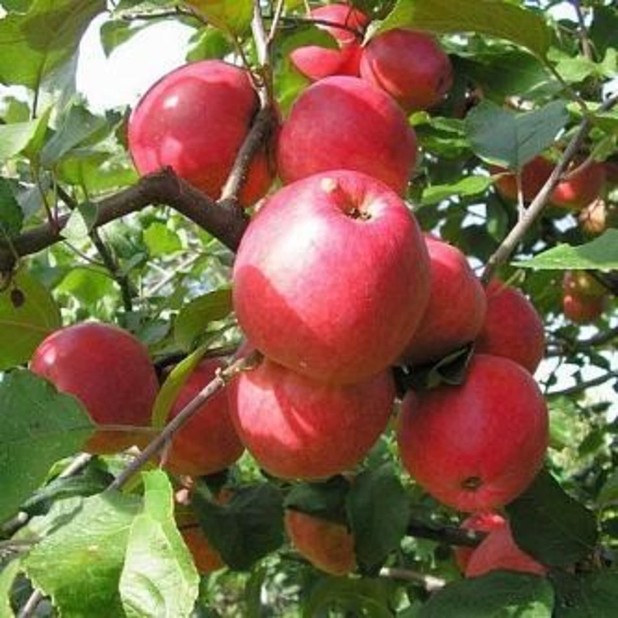 85608229 Яблоня Пепин Шафранный ø20 h140 см Santreyd 