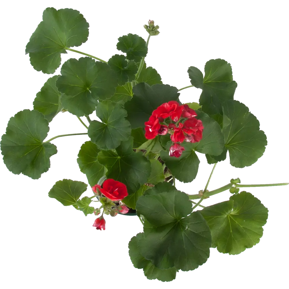 Santreyd Пеларгония зональная - пышное цветение с весны до осени 12511721 STLM-1439697 - Вид №1