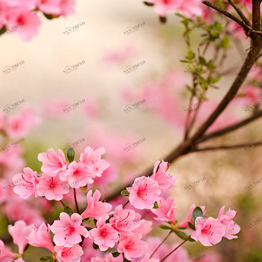 B1-086 Фотообои DIVINO Collection B 2.7х2 м B1086