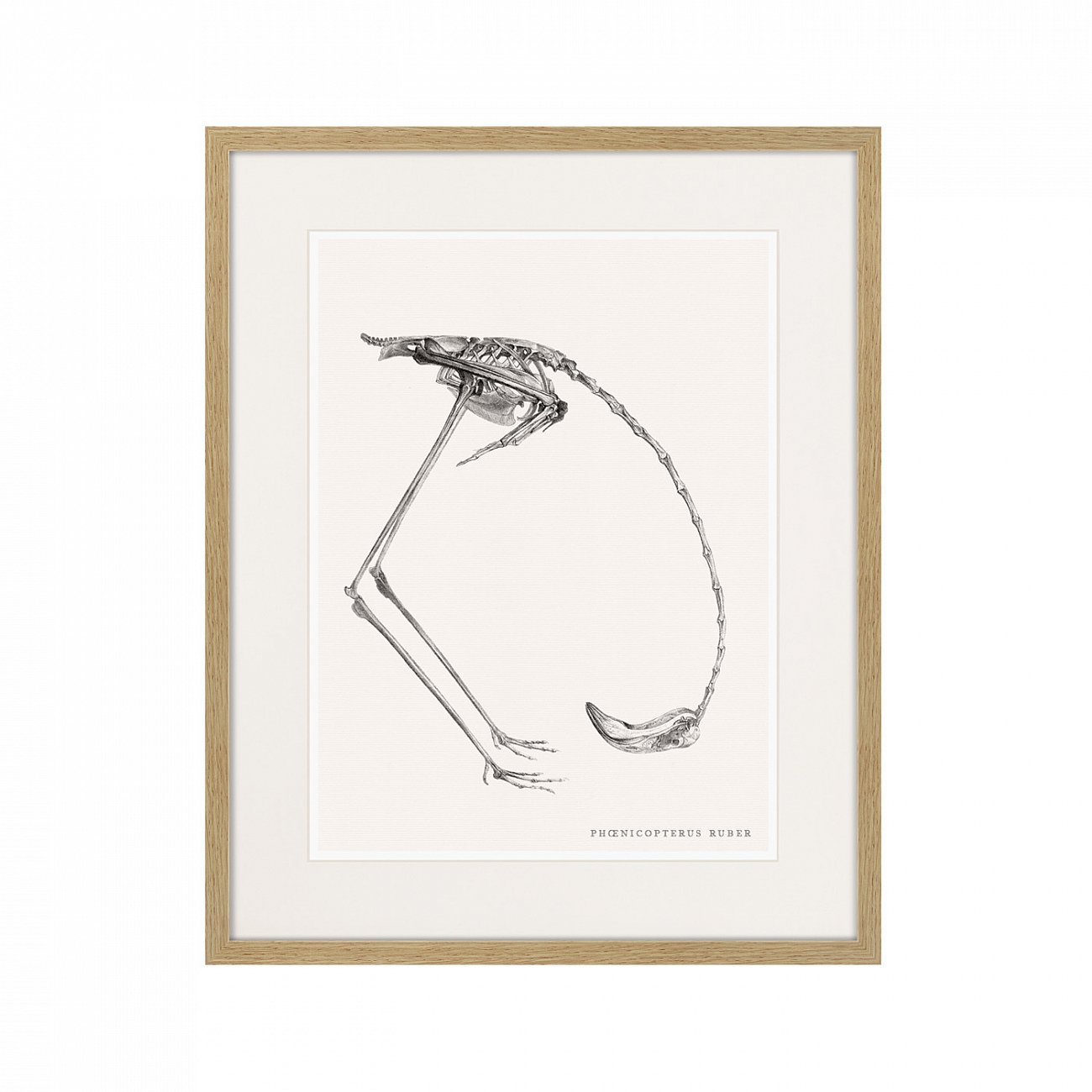 Картина в раме 52х42 см Phanicopterus ruber, 1867г. КАРТИНЫ В КВАРТИРУ  264399 Серый  - Вид №1