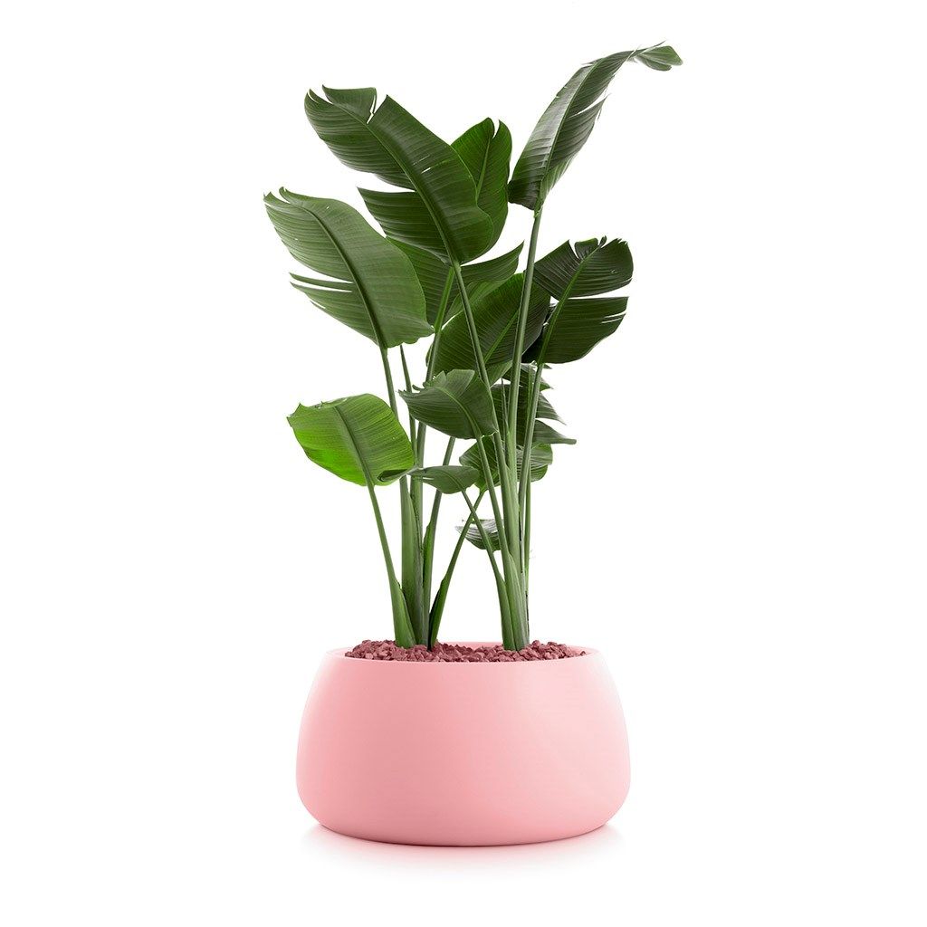 Пластиковый садовый горшок Diabla ARCH-00032991 - Вид №4